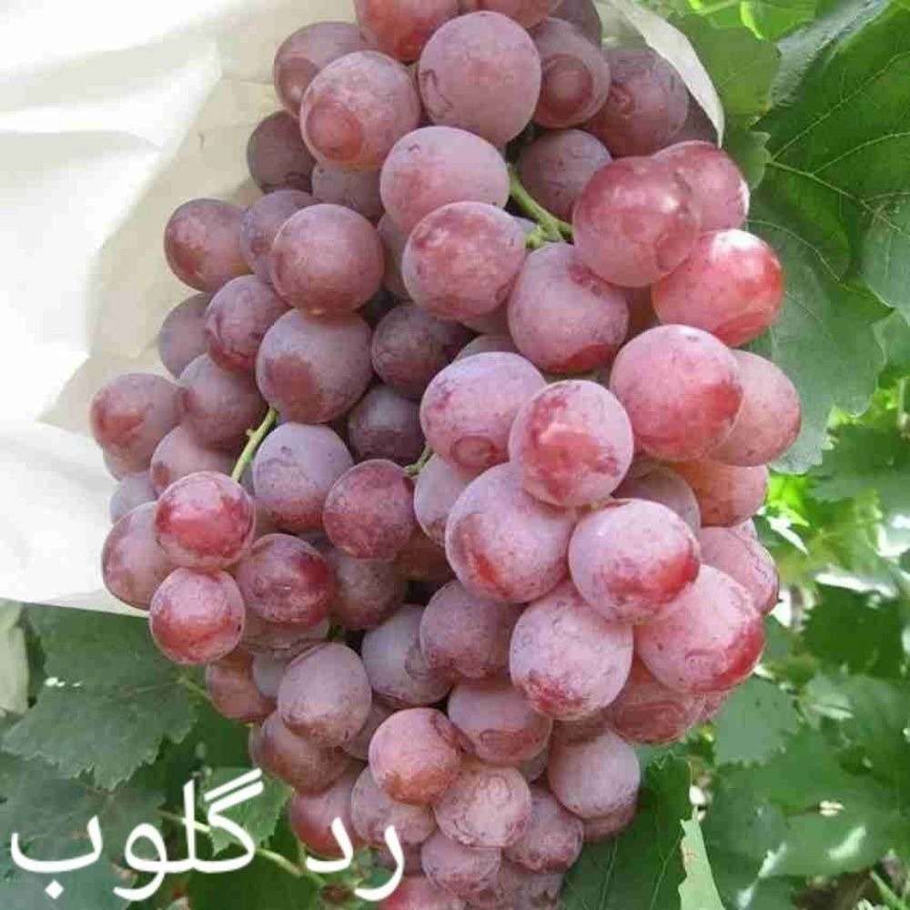 1734589415040.webp