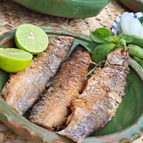 همیشه بهار