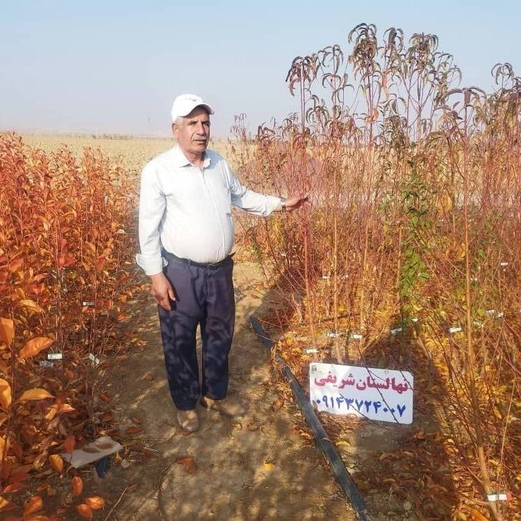 نهالستان پرتلاش سبز شریفی در تبریز