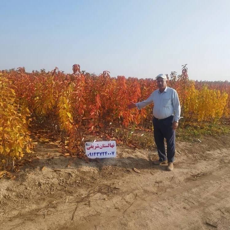 نهالستان پرتلاش سبز شریفی در تبریز