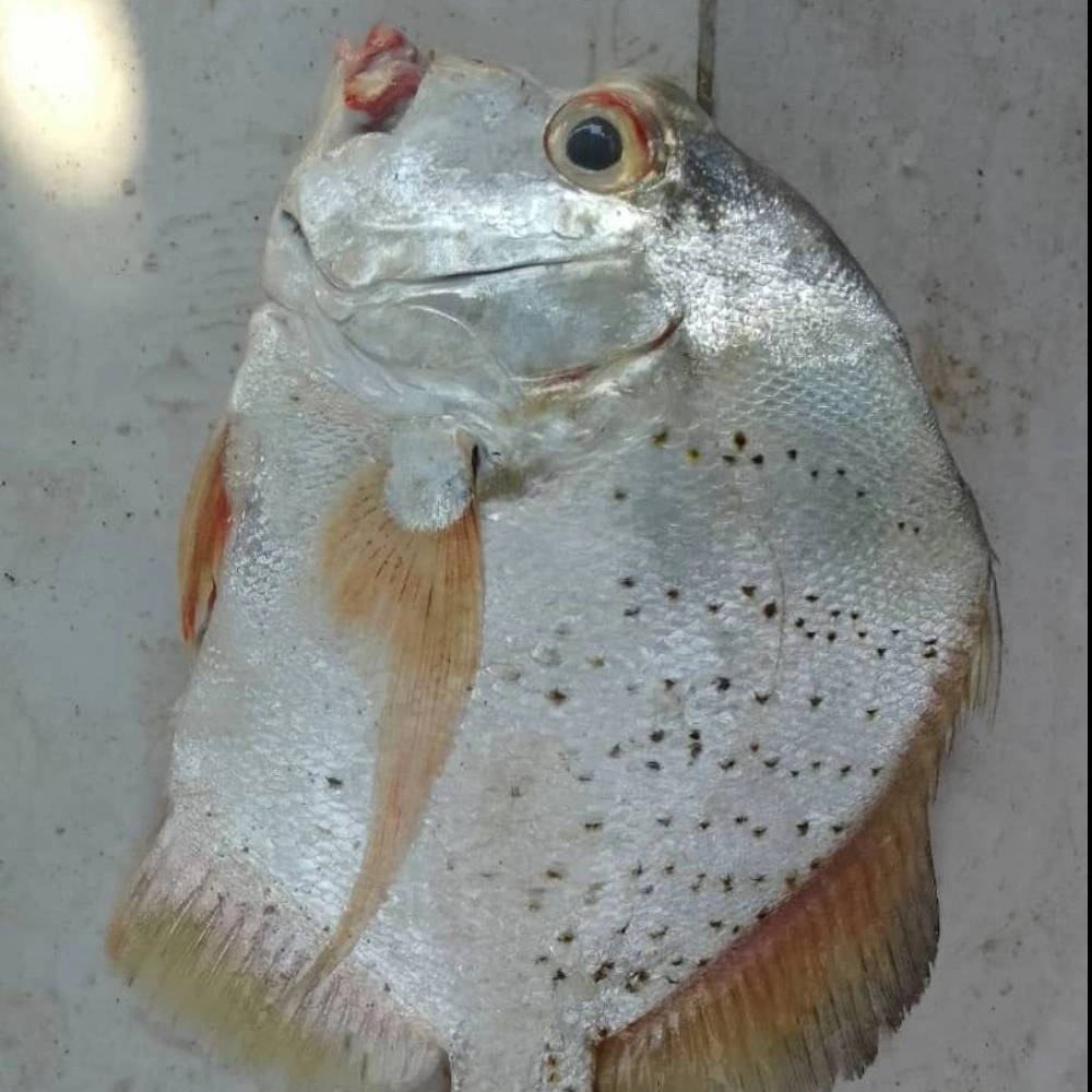 نادر تجارت
