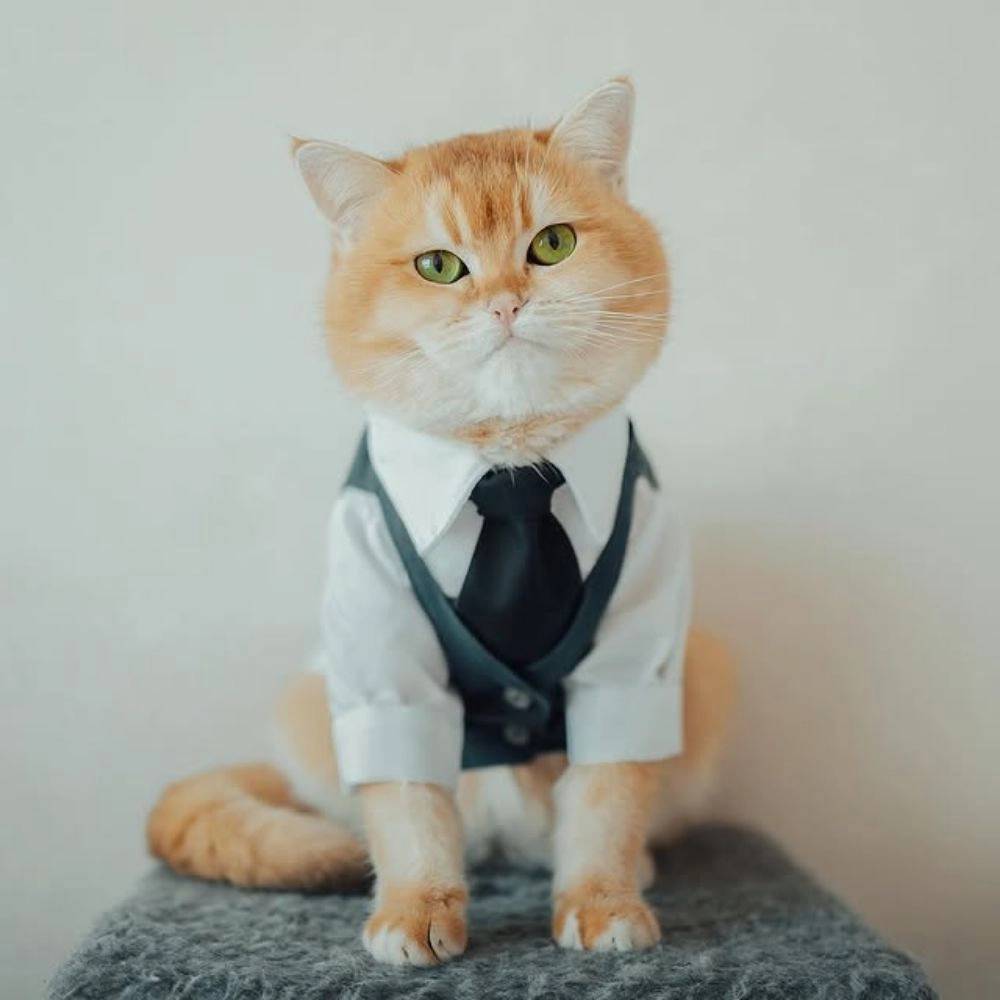1781771750998.webp