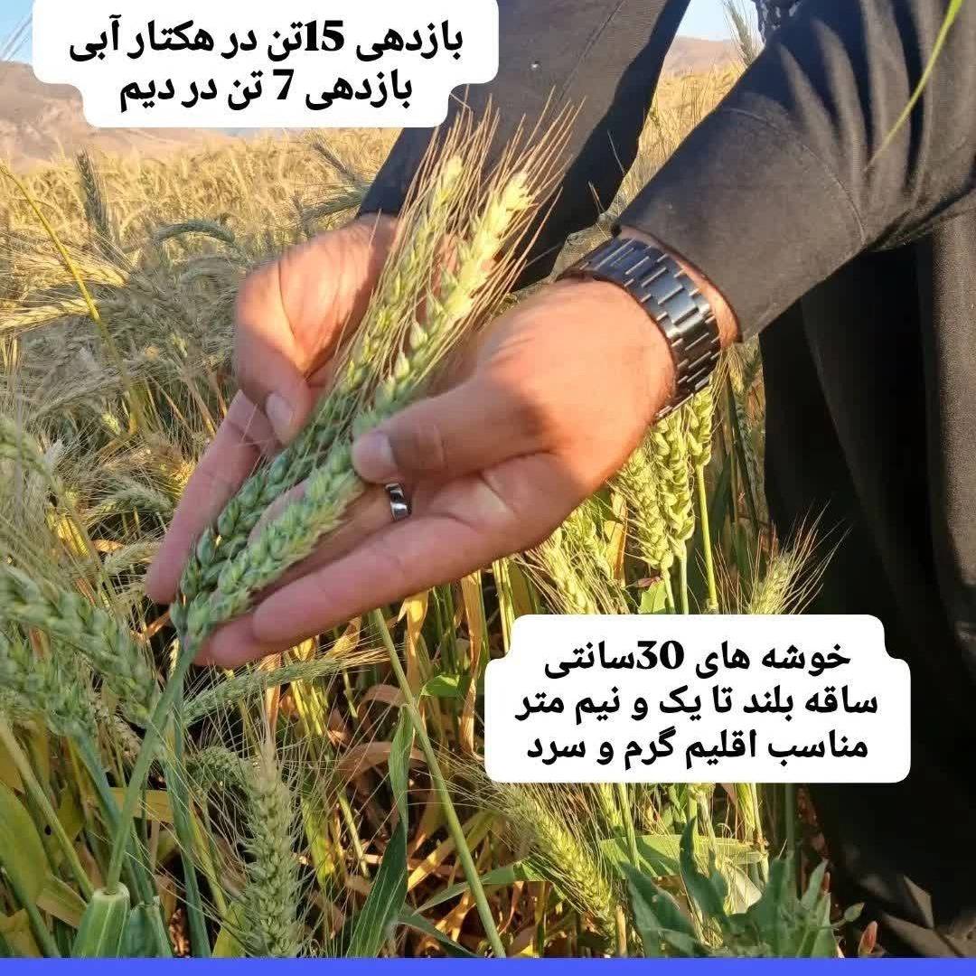 1790158924622.webp
