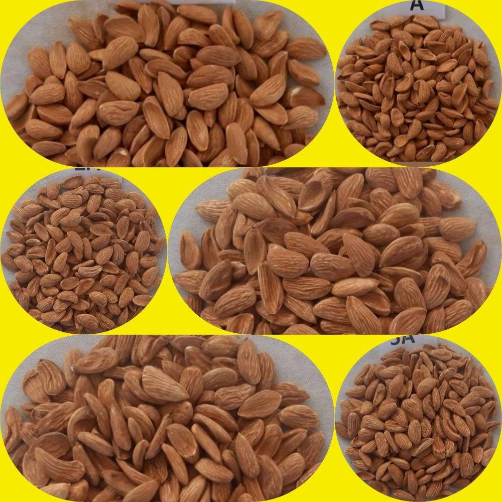صادرات بادام درختی