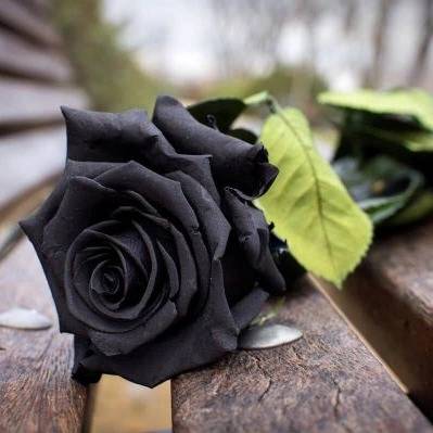1699682735032.webp