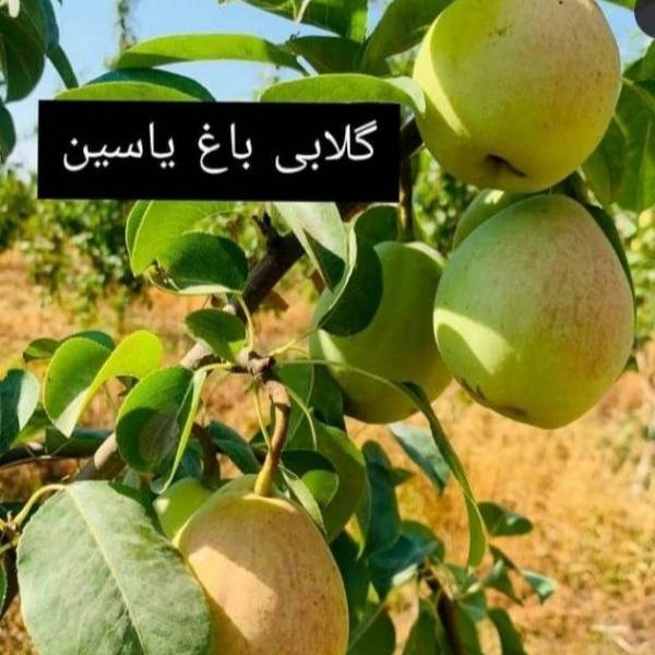1704267154653.webp