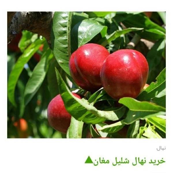1705224807618.webp