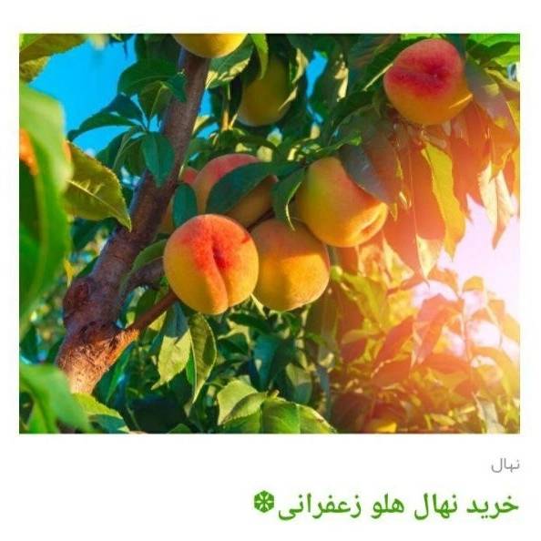 1705225060321.webp