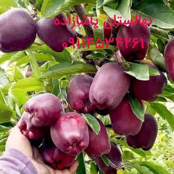 1715409844257.webp