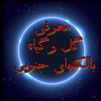 1717050939978.webp