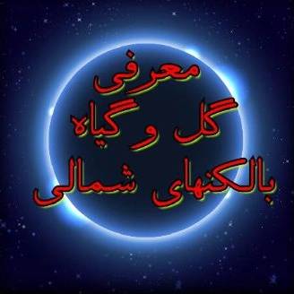 1717051060996.webp