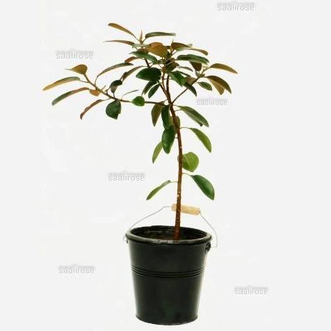 1723291036467.webp