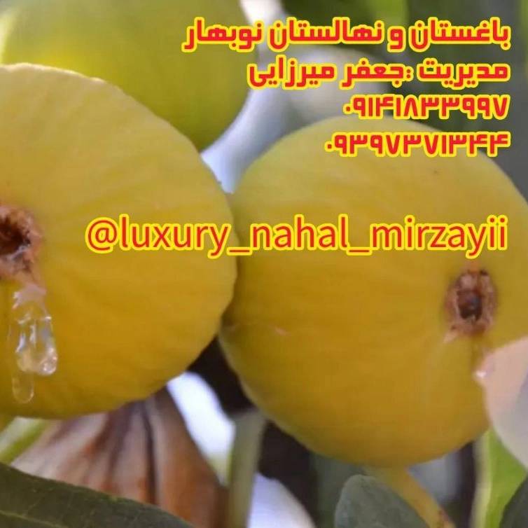 1731141779069.webp