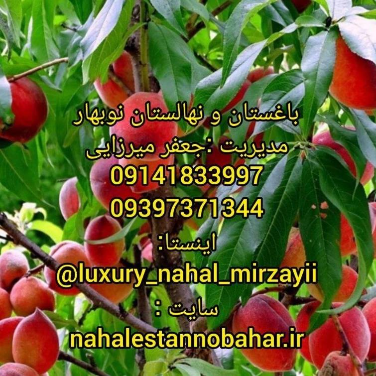 1731142005461.webp
