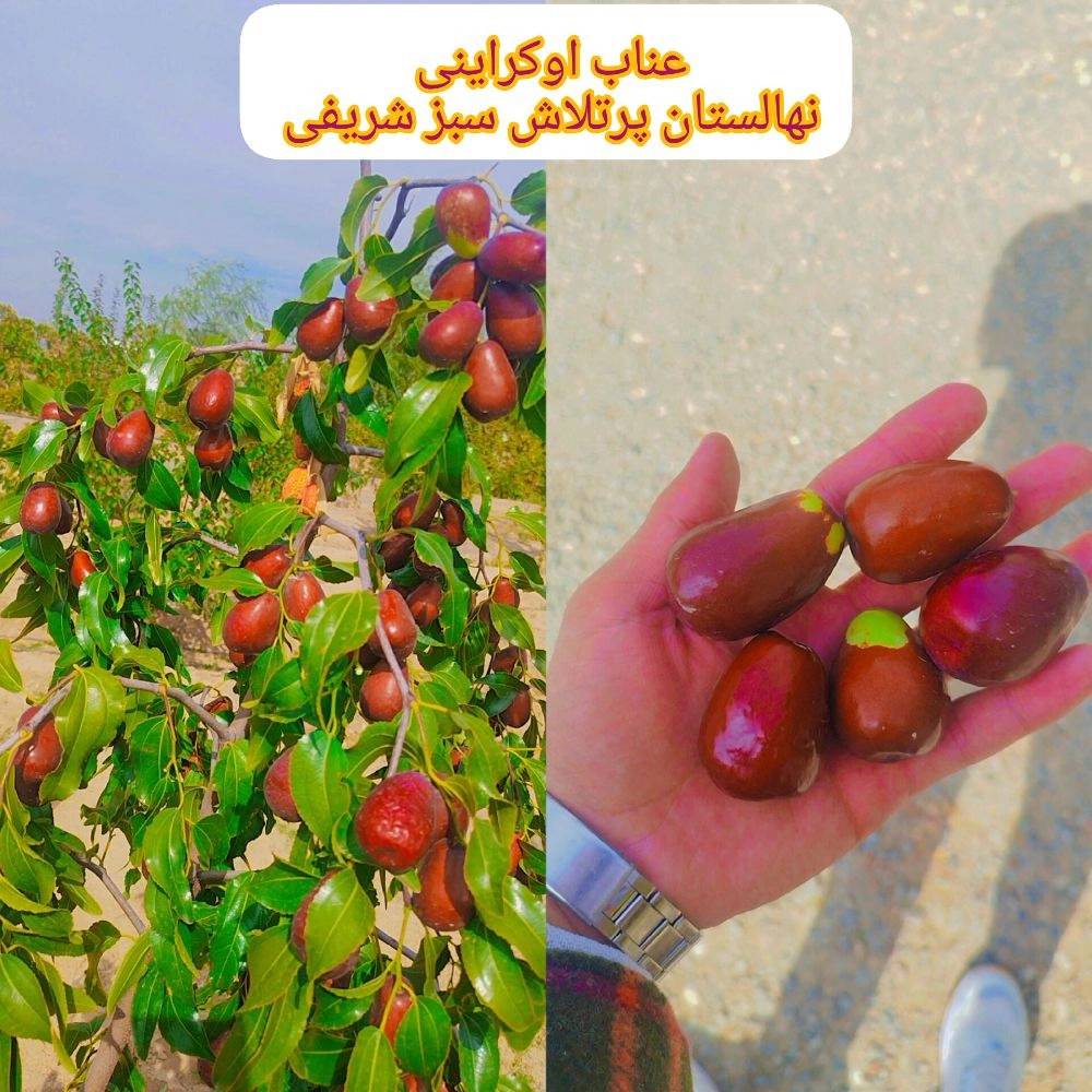 1734430193971.webp