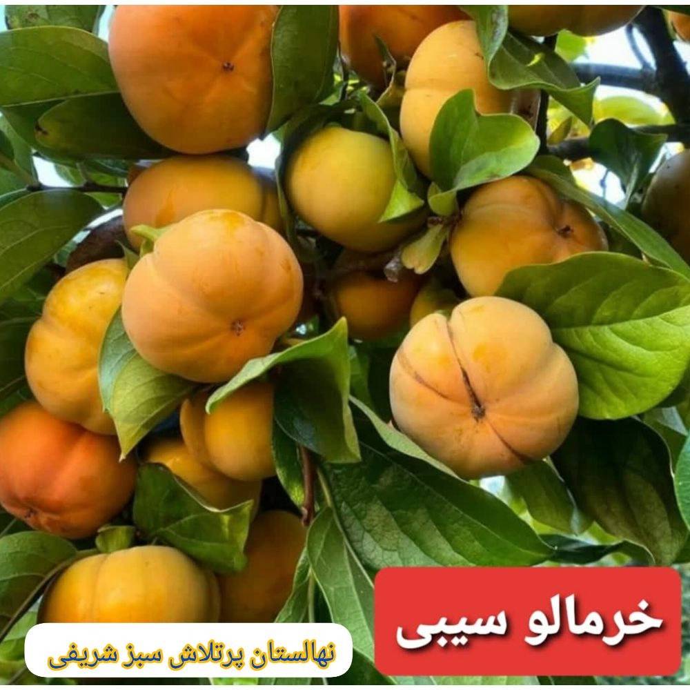 1734430534834.webp