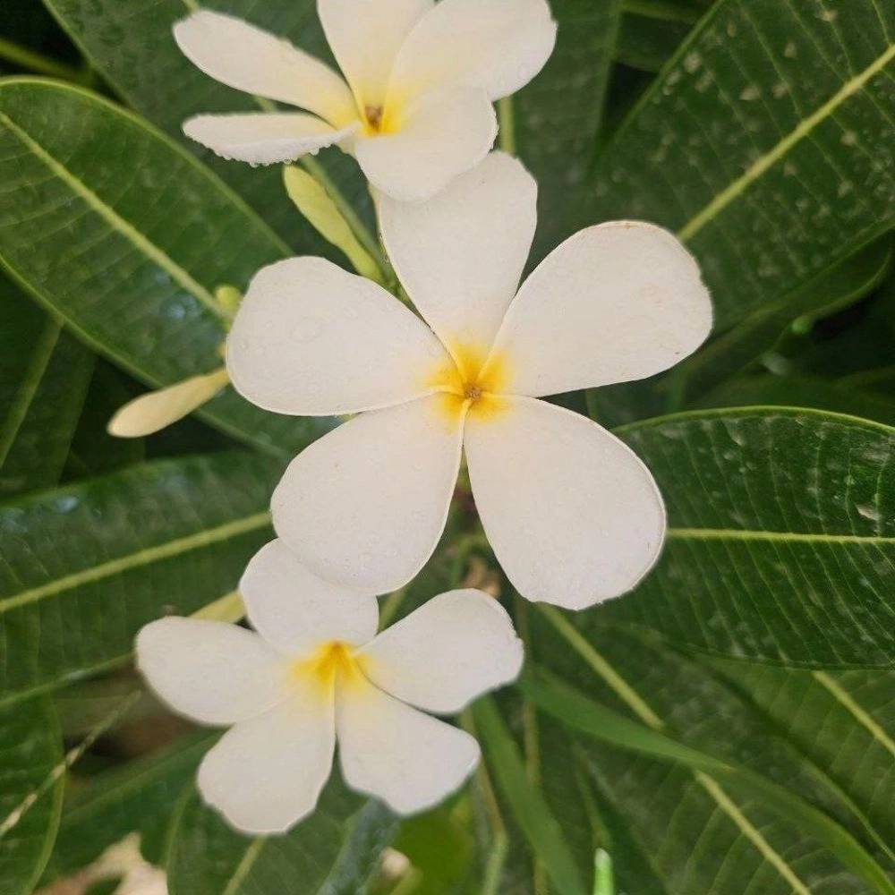 1756885952244.webp