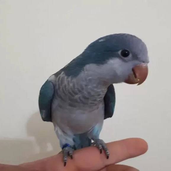 1706527487545.webp