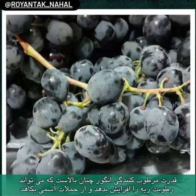 1709635225243.webp