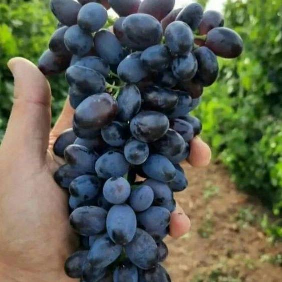 1713262874594.webp
