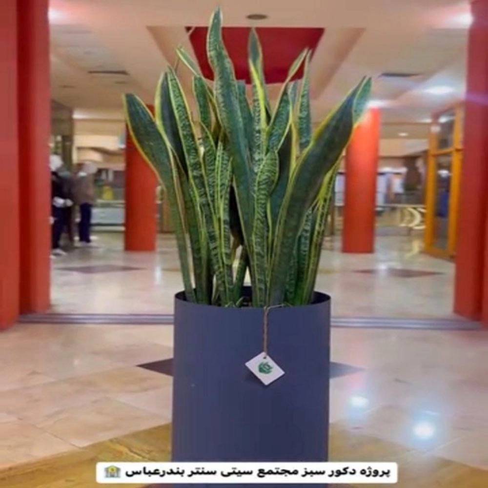 1732604421964.webp