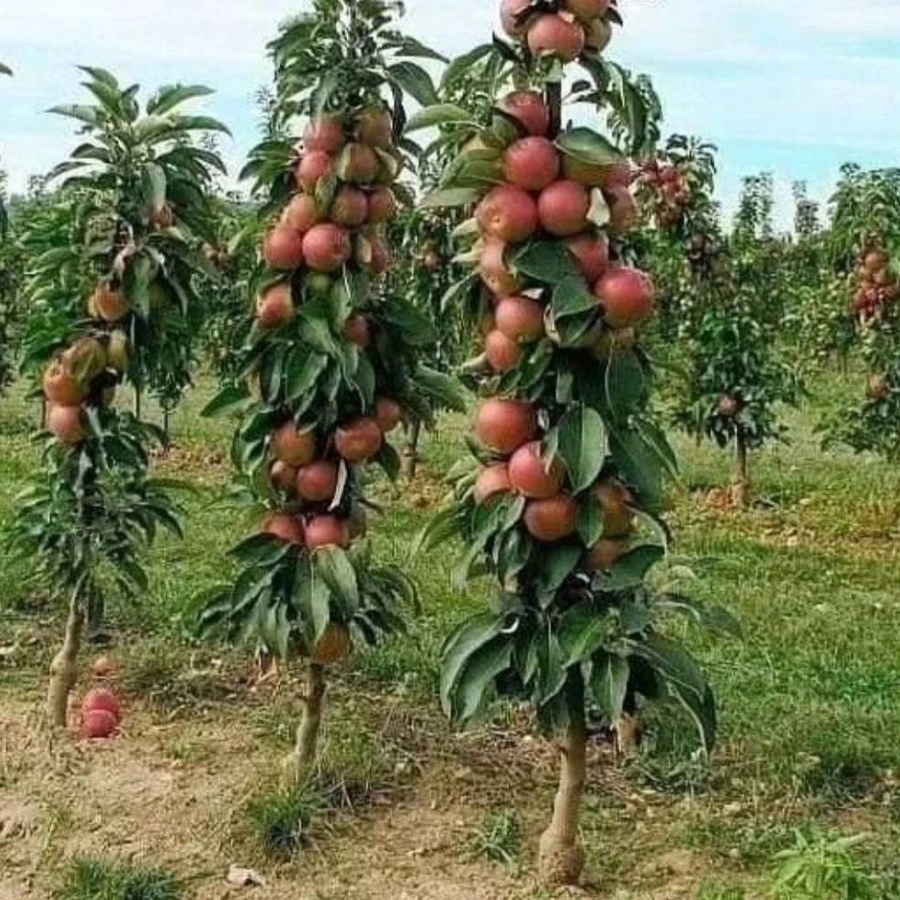 1734589509317.webp
