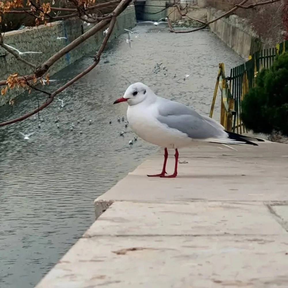 1755597731942.webp