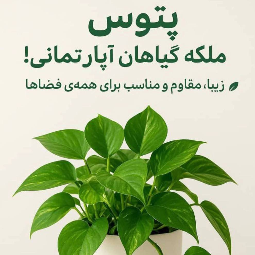 1758975724852.webp