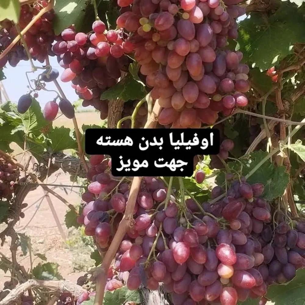 1765776456965.webp