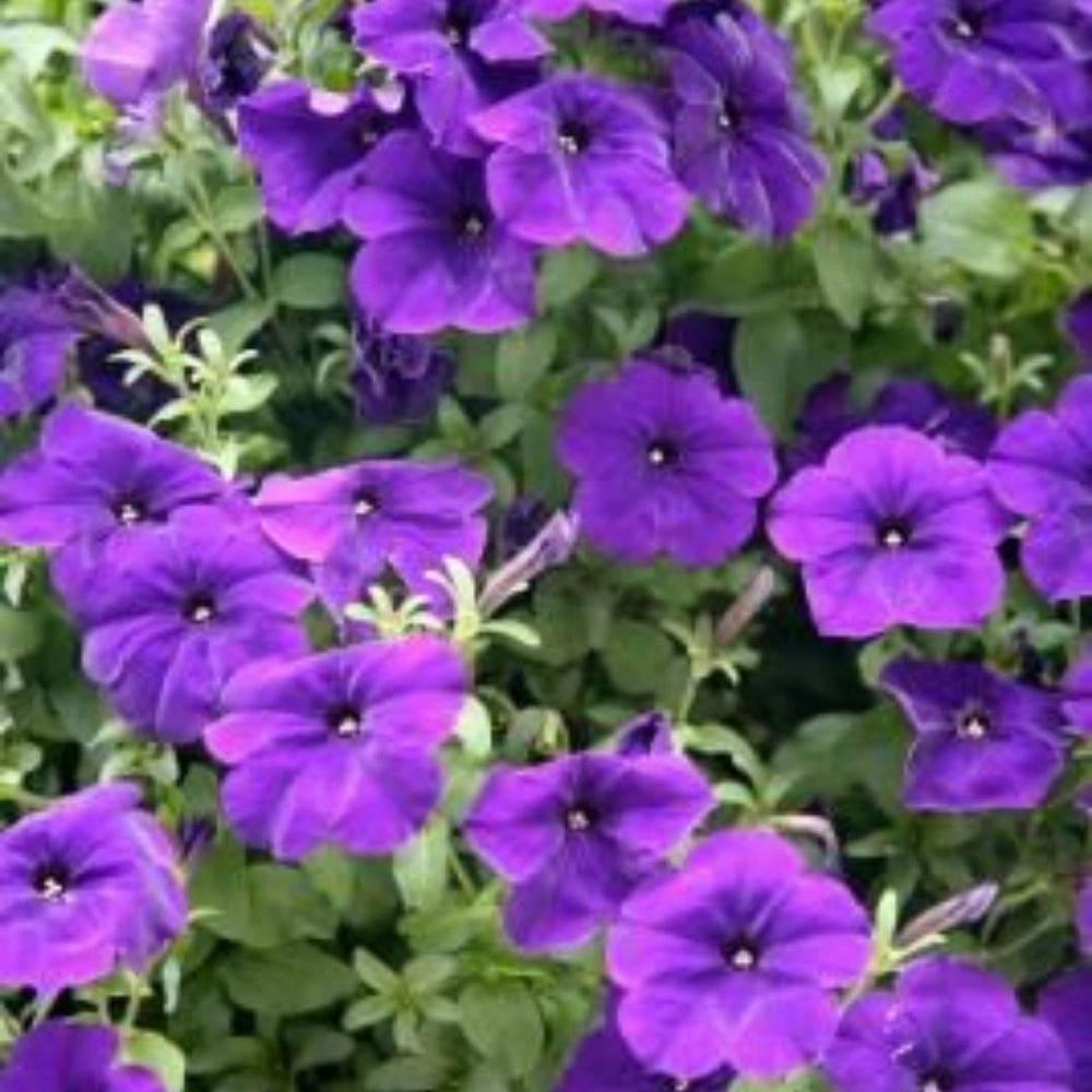 1768809987938.webp
