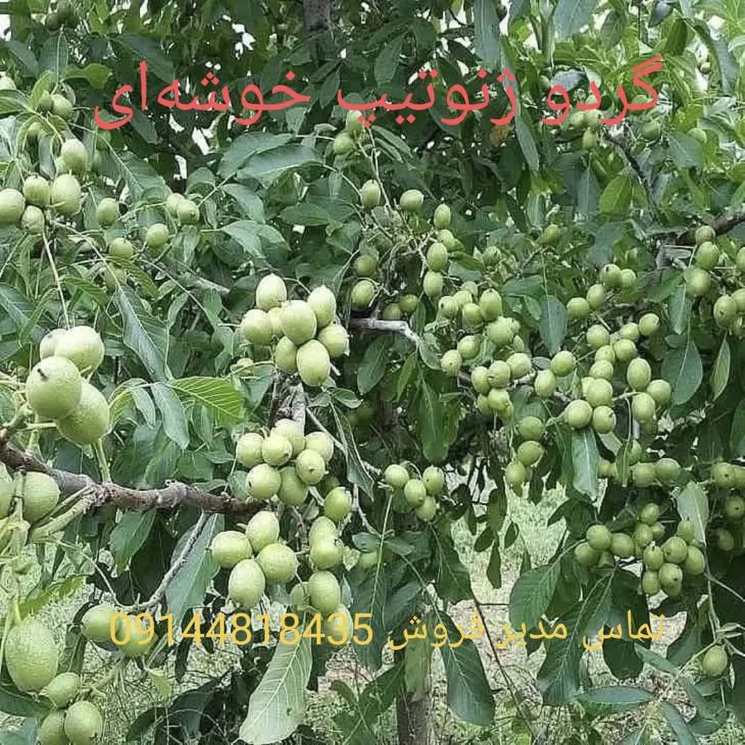 1770545855177.webp