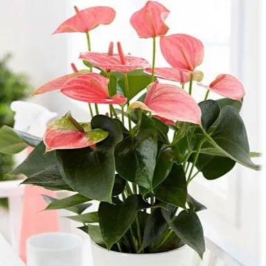 1693646673529.webp