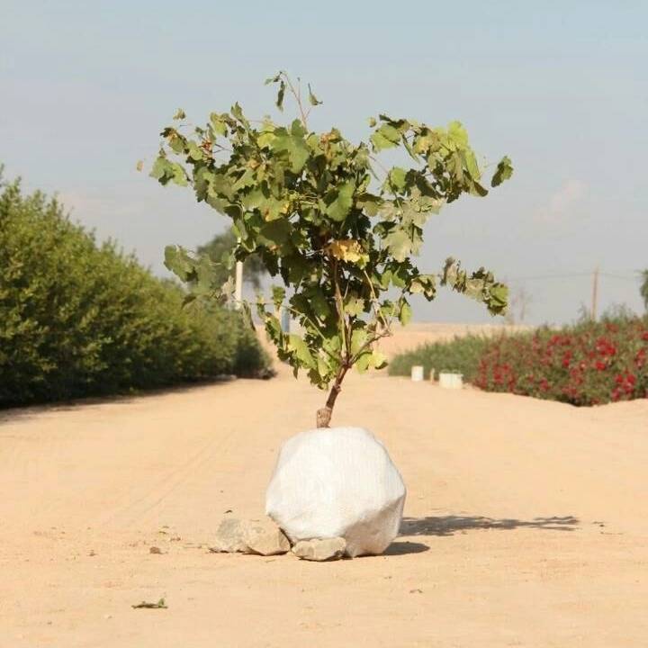 1693911610486.webp