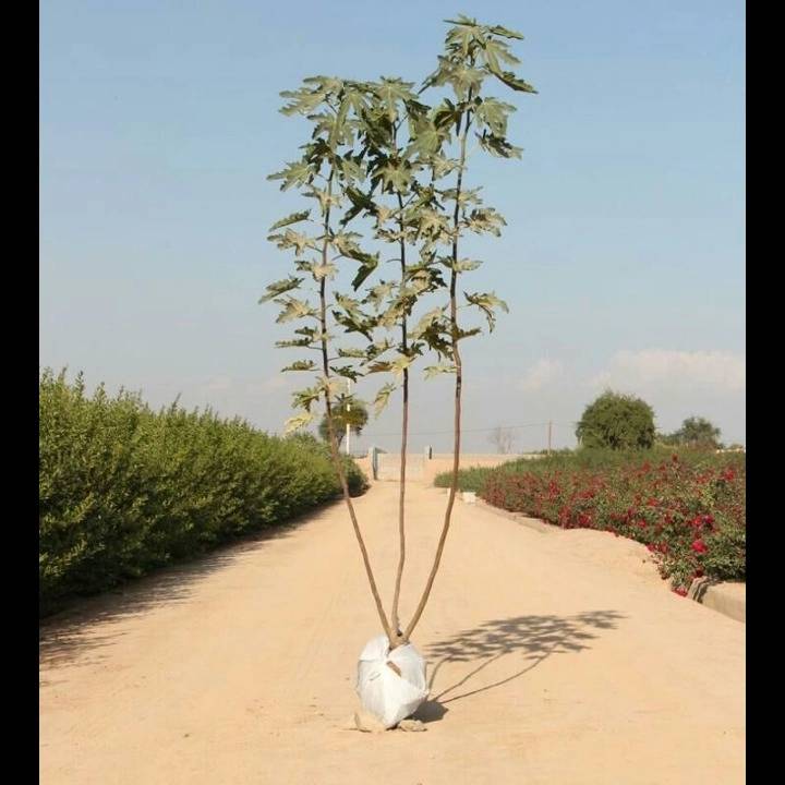 1693911672786.webp