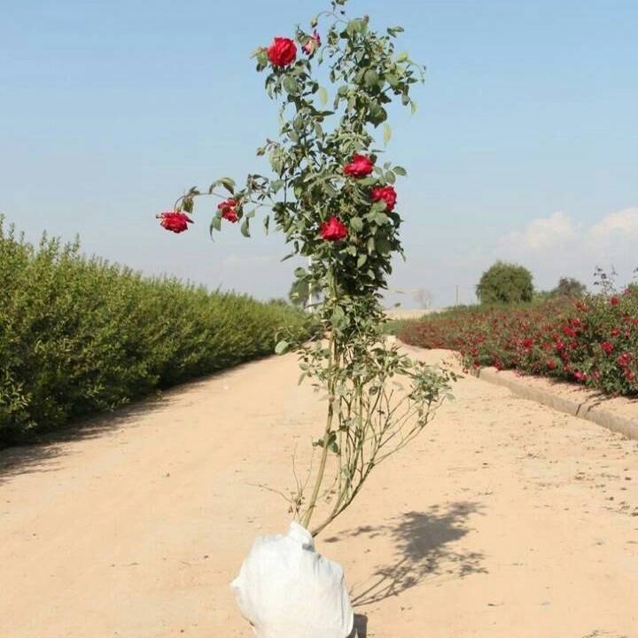 1693911709717.webp