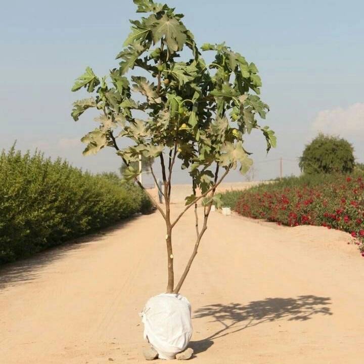 1693911779224.webp