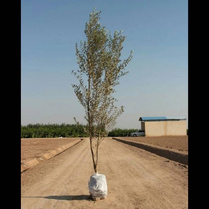 1693911849545.webp