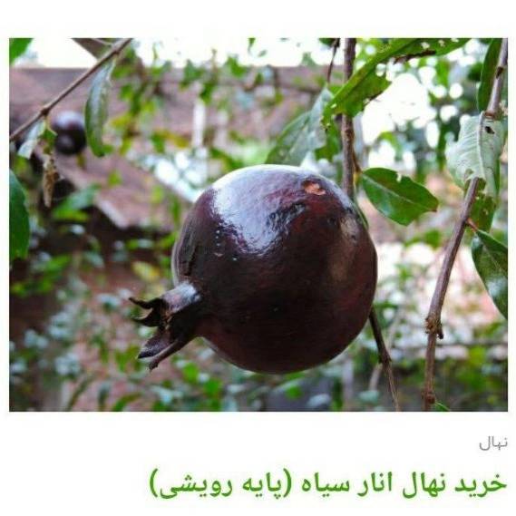 1705830389850.webp