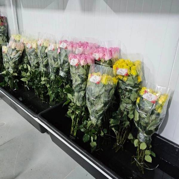 1723108315416.webp
