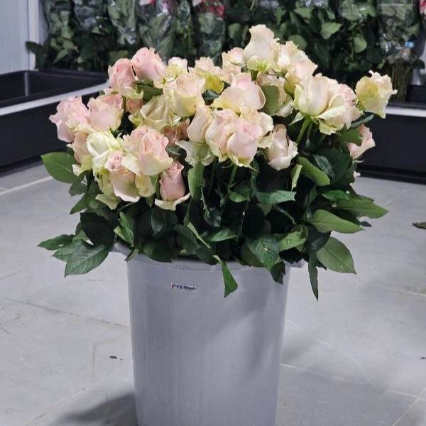 1723108342447.webp