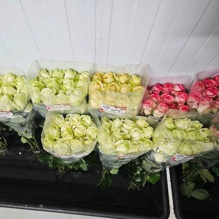 1723108362469.webp