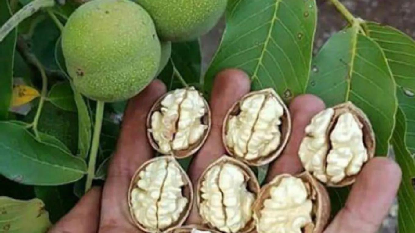 نهالستان ایران گردو نوین