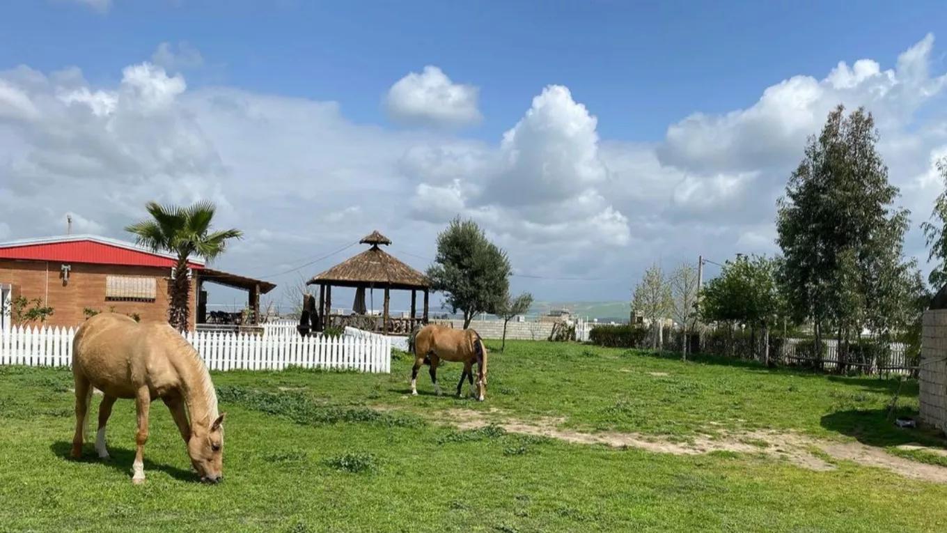 فواید سوارکاری