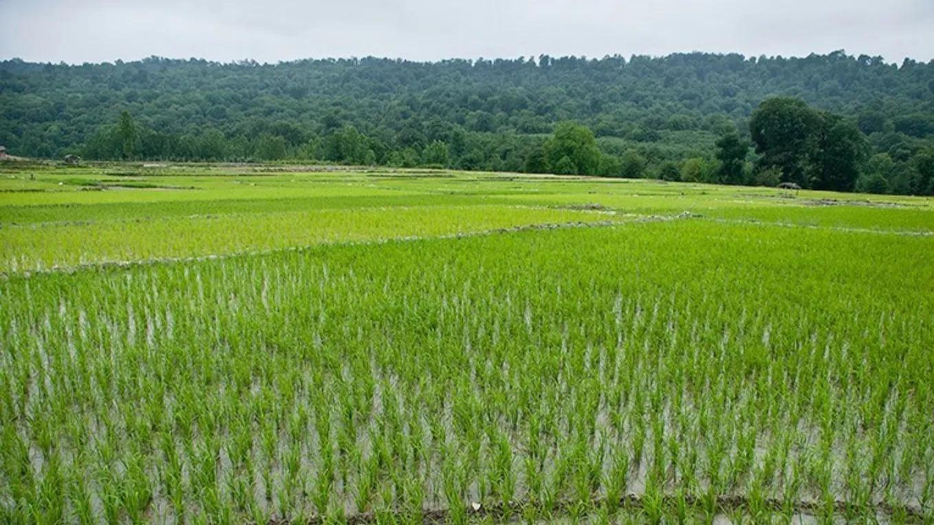 کاشت برنج