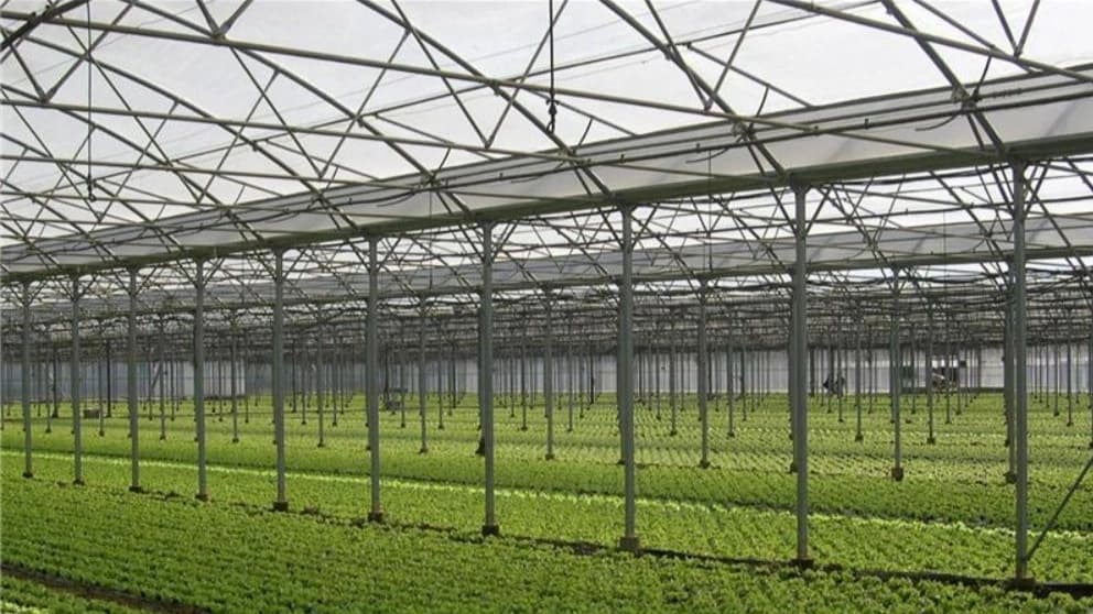 گلخانه مدرن باقری در اصفهان