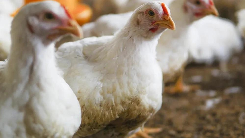 بررسی طعم مرغ ارگانیک سوپر چیکن