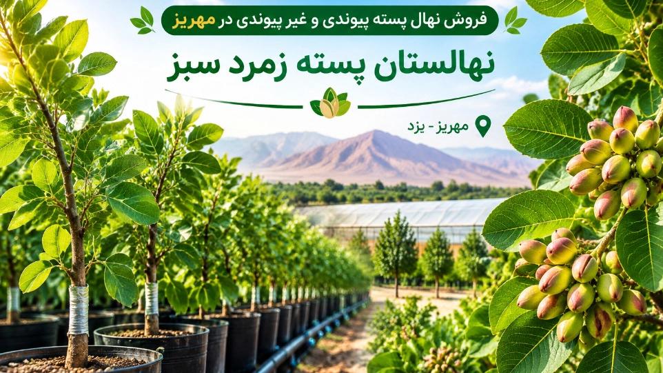 خرید نهال پسته پیوندی و غیر پیوندی در مهریز