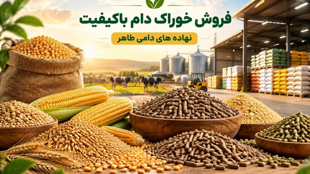 فروش خوراک دام باکیفیت برای افزایش راندمان مرغ تخم‌گذار