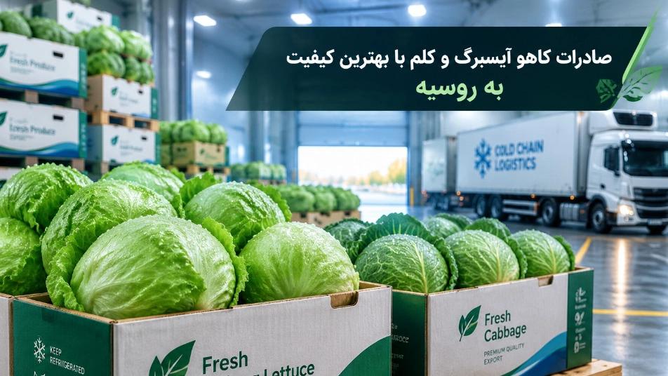 صادرات کاهو آیسبرگ و کلم با بهترین کیفیت به روسیه
