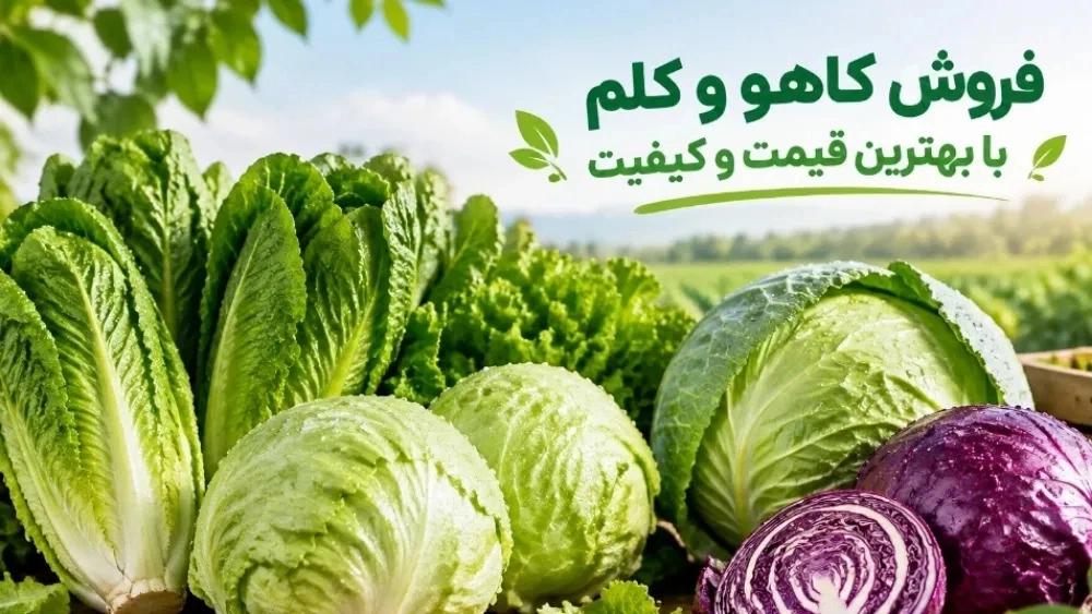 فروش کاهو و کلم با بهترین قیمت و کیفیت